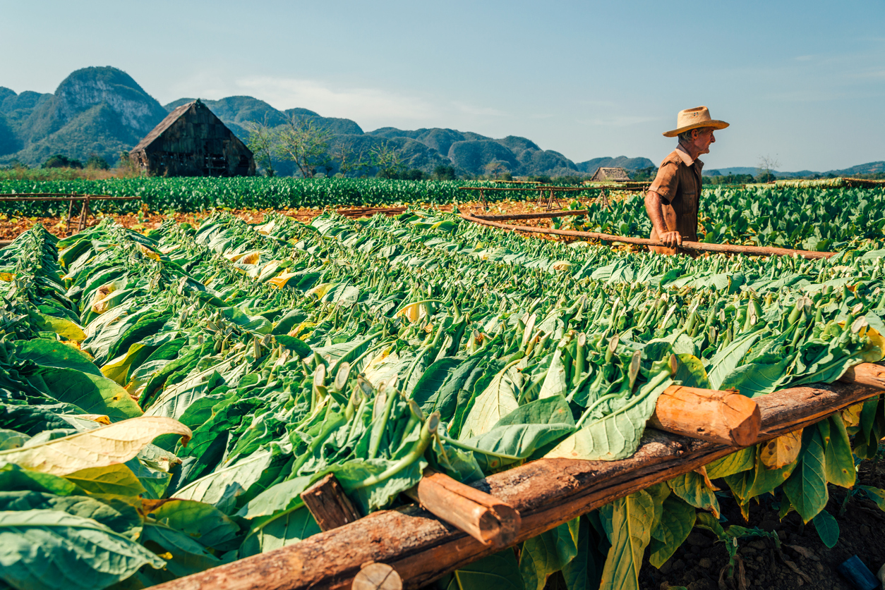 Tabaksorten: Arten und Unterschiede